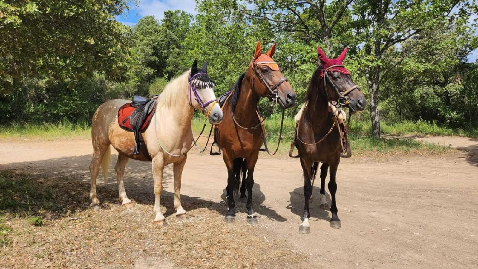 La Cabane Aux Chevaux Varages Eksteriør bilde